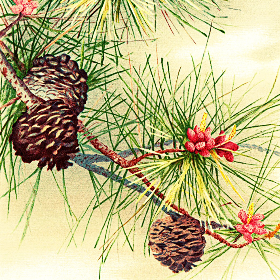 Winter Lights & Cozy Nights: Seasonal Candles Bring Warmth to the Coldest Months